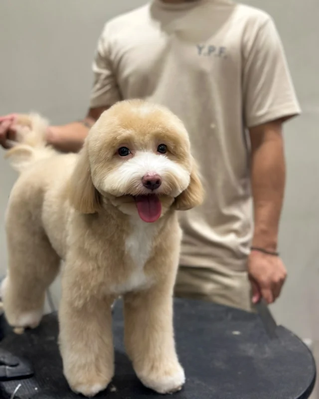 Sunday’s best with Sunday the Mini Golden Doodle! 🐶
Fresh new cut by Kuya Mark—looking extra fresh and adorable! 💖

Thinking of giving your fur baby a glow-up too?
Book from Tuesday to Friday and get 10% OFF on Basic and Full Grooming! Click the link in our bio to reserve your slot.