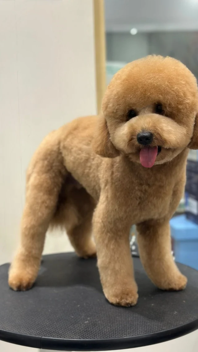Hey Cooper, you’re so fine! 😍 Glow-up courtesy of Kuya Arwin!

Time for your furbaby’s own transformation? Book your appointment by clicking the link in bio 💌