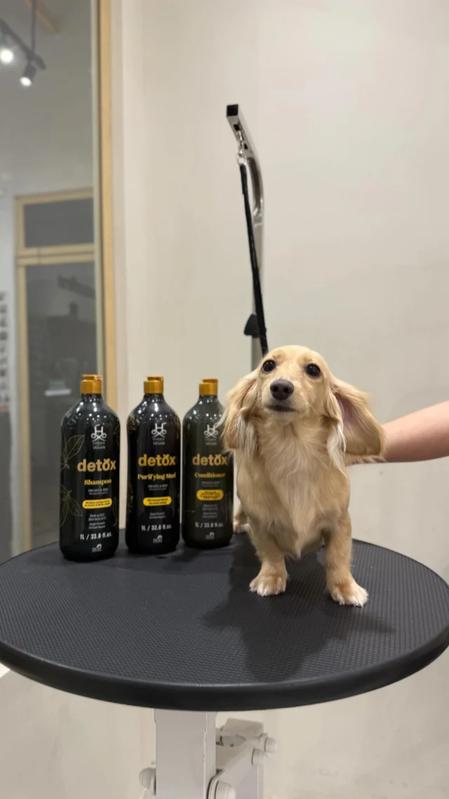 Does your fur baby suffer from dry or oily skin — or just need an overall detox? Treat them to our new Vegan Detox Treatment at Y.P.F.! 

We start with a nourishing vegan shampoo and conditioner combo made with the finest natural ingredients to soothe itchy skin and bring out that soft, silky shine. Then, our all-natural detox mud works its magic by drawing out impurities and leaving the skin fresh, clean, and revitalized.

Perfect for furbabies who need an overall coat revamp from root to tips. 

Message us to learn more and let’s book their next spa day! 🖤🫧

*Note: This is an add-on service to a bath and dry or grooming